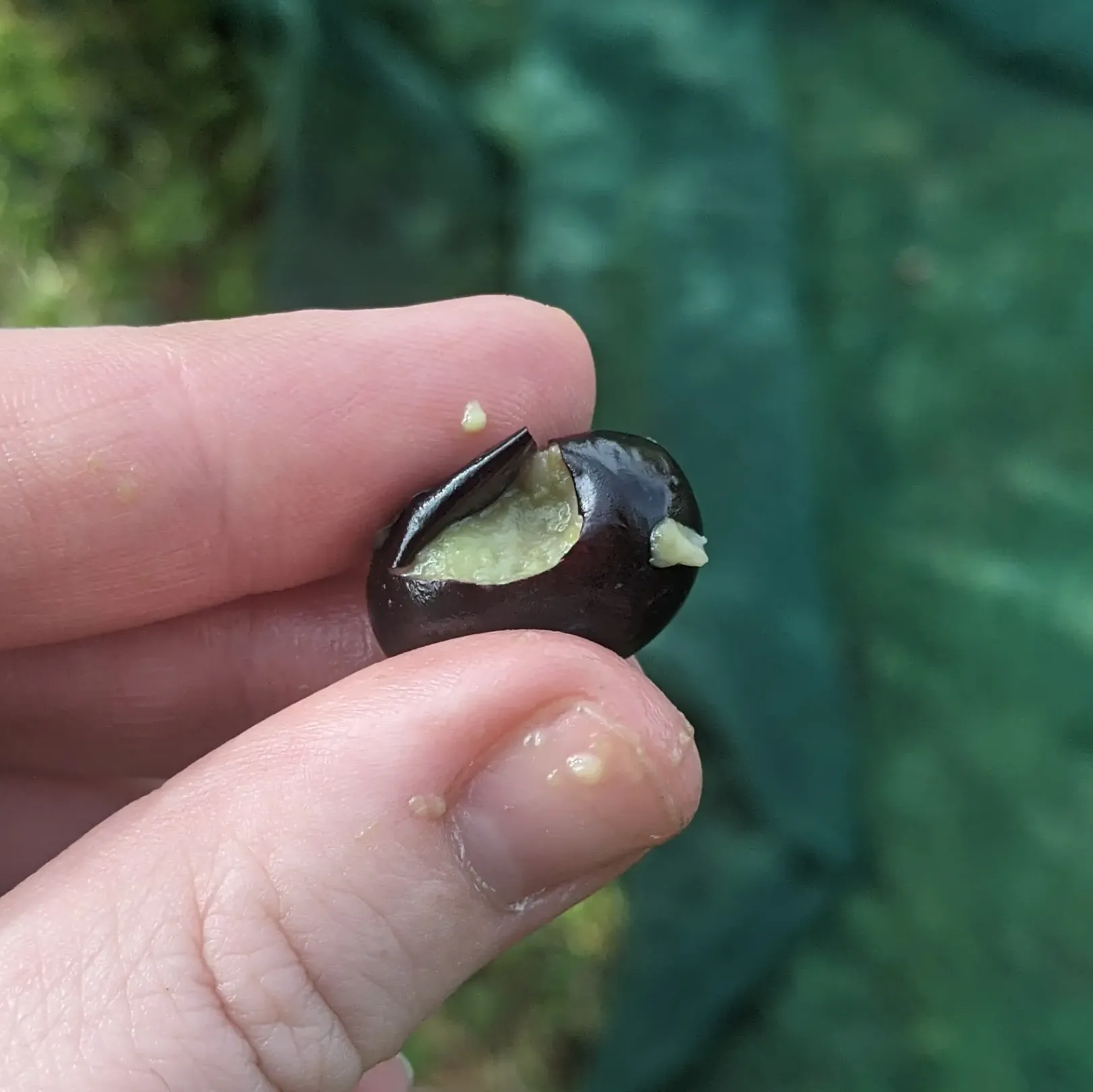 Mont.Olio oliven